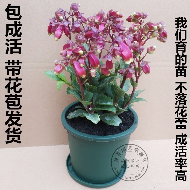 宫灯长寿花 宫灯花 带花苞原土发货绿植花卉盆栽室内阳台花卉开花