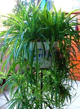 大金边金心吊兰植物室内垂吊好养净化空气水培绿植盆栽花卉四季