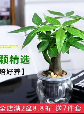 发财树盆栽老桩办公室净化空气水培植物招财树聚财树四季观叶植物