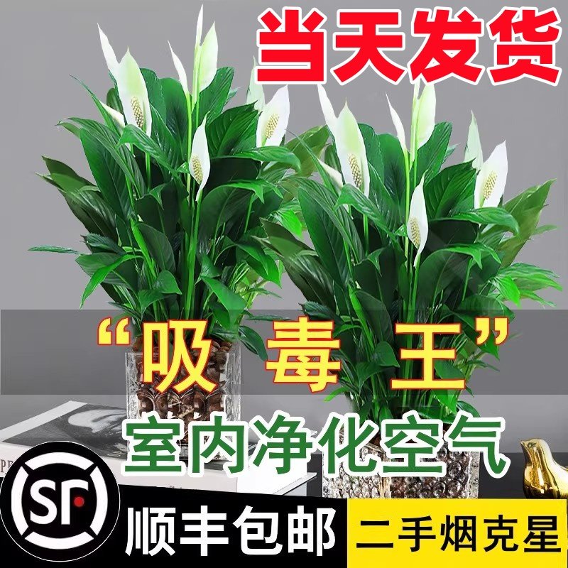 白掌一帆风顺盆栽水培植物办公室内好养花卉绿植绿萝箩吸甲醛四季