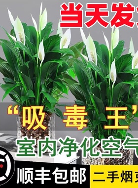 白掌一帆风顺盆栽水培植物办公室内好养花卉绿植绿萝箩吸甲醛四季