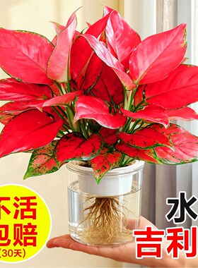 吉利红水培如意皇后办公室小绿植室内盆栽桌面四季好养万年红花卉