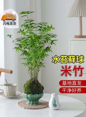 米竹苔藓球水培植物室内富贵竹桌面客厅懒人好养绿植盆栽净化空气