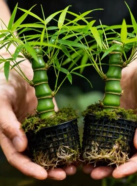 大佛肚竹罗汉竹盆栽老桩植物四季常青好养活办公室内盆景花卉绿植