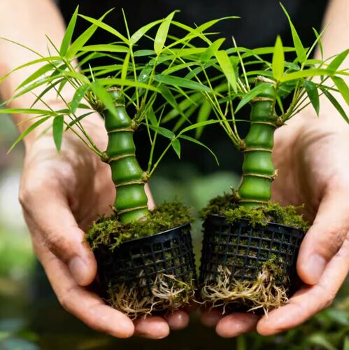 大佛肚竹罗汉竹盆栽老桩植物四季常青好养活办公室内盆景花卉绿植