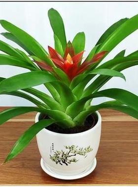 发财树富贵竹办公室内绿植桌面小盆栽栀子花鸿运当头杜鹃花卉盆景