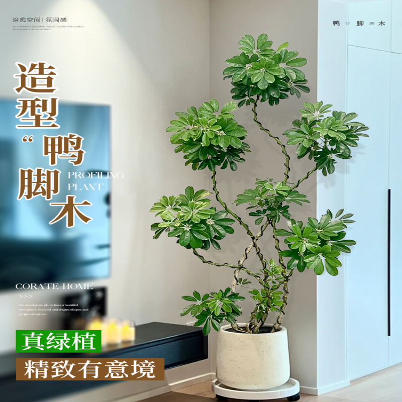 七叶莲水培盆栽招财树植物八方来财鸭脚木室内绿植花卉发财树水养