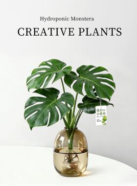 龟背竹水培植物四季绿植室内水养盆栽客厅办公室桌面大叶老桩竹子