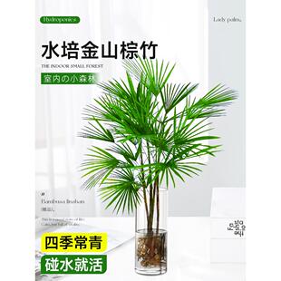 富贵竹水培植物室内好养客厅大型招财旺宅金山棕竹盆栽水竹子绿植