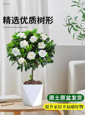 独杆棒棒糖栀子花盆栽四季植物阳台花卉开花绿植带花苞老桩大树苗