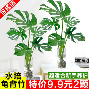 龟背竹适合懒人养 水培植物办公室内小盆栽客厅吸甲醛绿植好养活