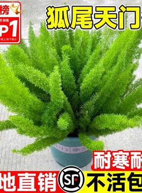 狐尾天门冬盆栽大苗阳台庭院室内外四季常青耐热九尾狐真花卉植物