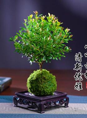 水培植物苔藓球小叶赤楠盆景室内水养绿植净化空气吸甲醛四季常青