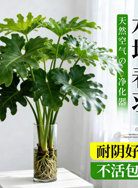 春羽水培植物室内盆栽客厅办公室桌面绿植花卉大叶龟背竹水养绿植