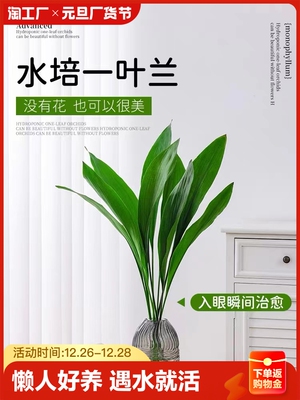 水培一叶兰绿植室内盆栽四季常青客厅水养植物好养活懒人绿萝甲醛