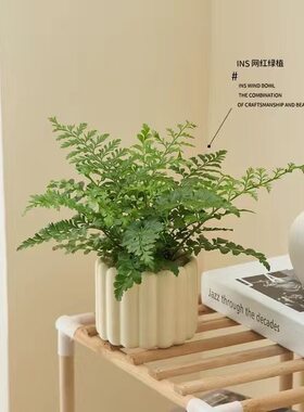 吉姆蕨盆栽蕨类植物懒人门口室内办公室电视柜旁边绿植好养活四季
