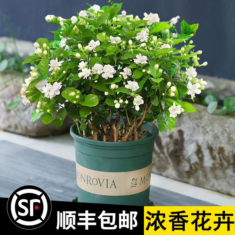 茉莉花苗盆栽带花苞九里图片