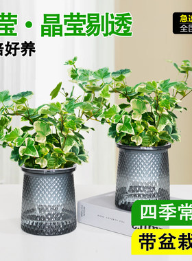 雪莹常春藤盆栽室内垂吊兰绿植四季好养长青藤办公室水培花卉植物