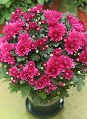 菊花盆栽荷兰菊爆盆花境好养易活室内桌面阳台庭院千头菊花卉绿植