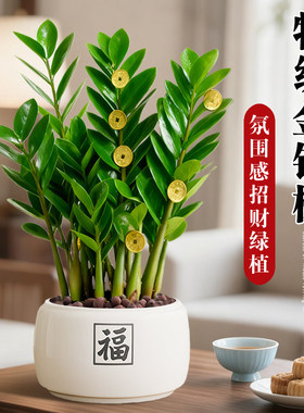 金钱树盆栽招财旺宅桌面盆景绿植办公室内中式禅意发财树四季植物