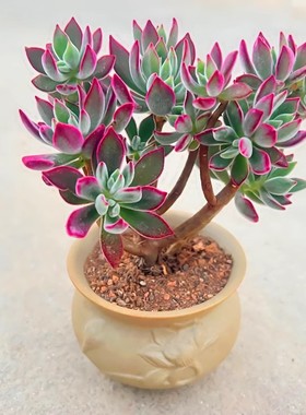 锦晃星室内桌面阳台多肉老桩大棵花卉盆栽四季常青绿色植物易成活