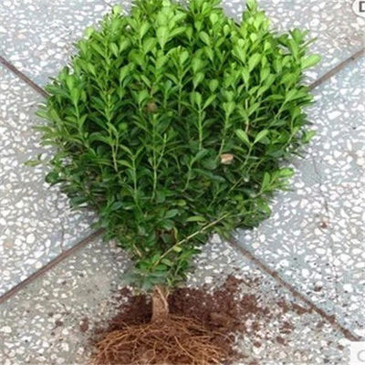 瓜子冬青树球床大叶黄杨篱笆盆栽