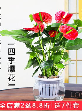 红掌盆栽室内水培植物四季好养花卉鸿运当头盆栽办公室开花绿植