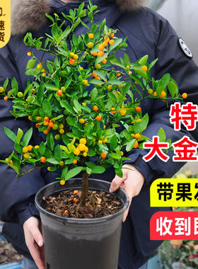 金豆盆栽老桩盆景小树苗带果冬季耐寒植物绿植花卉招财年宵花易种