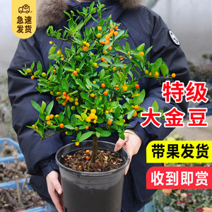 金豆盆栽老桩盆景小树苗带果冬季耐寒植物绿植花卉招财年宵花易种