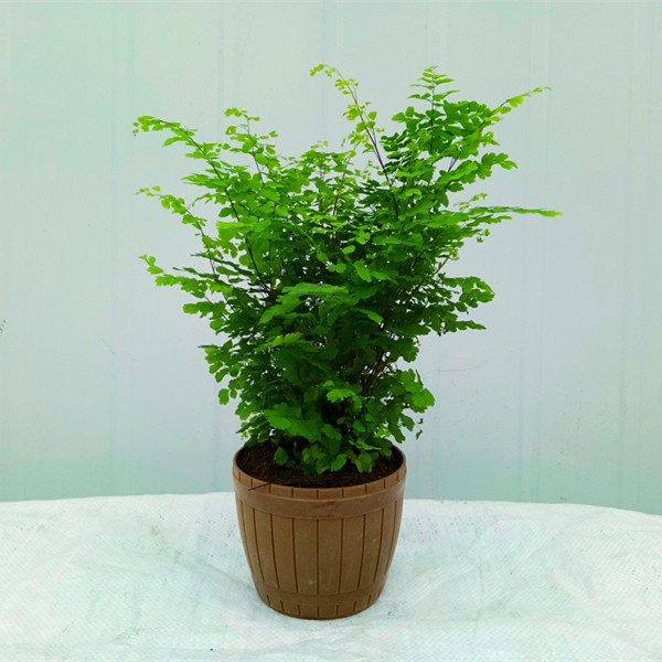 包郵鐵線蕨盆栽 凈化空氣 吸甲醛驅蚊植物辦公室新房花卉室內綠植