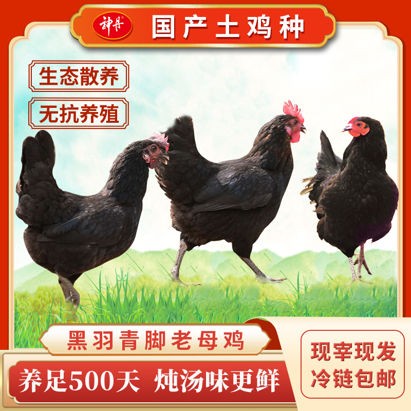 武汉农家散养新鲜每只800g老母鸡