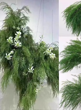 仿真绿植芦荀草龙须草婚礼背景花艺橱窗造景白绿森系婚庆装饰插花