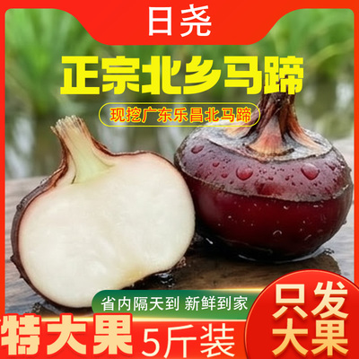 广东乐昌北乡马蹄新鲜荸荠特大果5斤装现挖农家批鲜地梨地栗当季