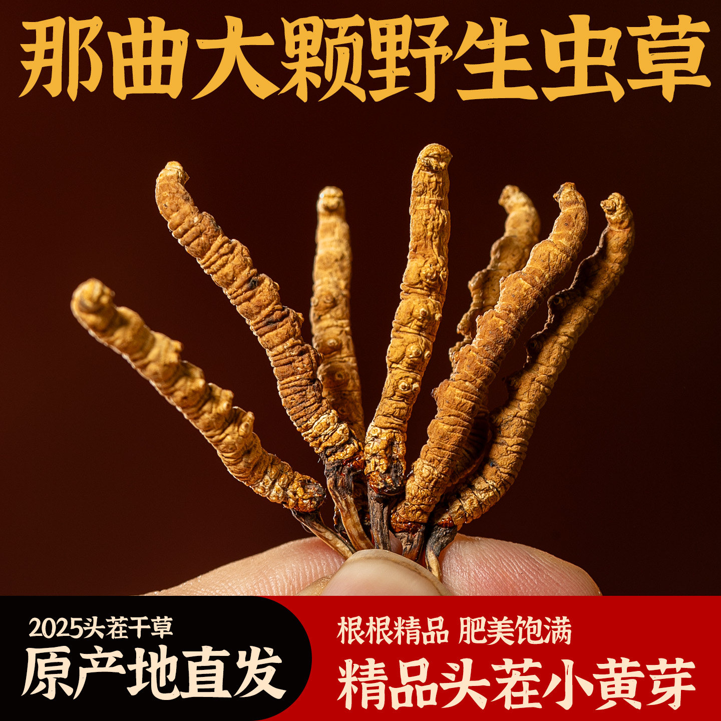 精品头期小黄芽西藏那曲冬虫夏草正品野生虫草西藏那曲正宗干无断