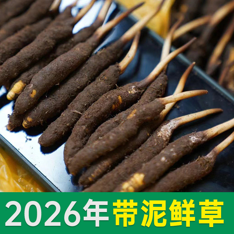 2026新鲜冬虫夏草礼盒顺丰包邮