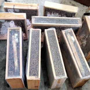 笼蜂蜂种授粉蜜蜂中蜂蜂群活蜜蜂群土蜜蜂带王带子脾整箱出售包邮