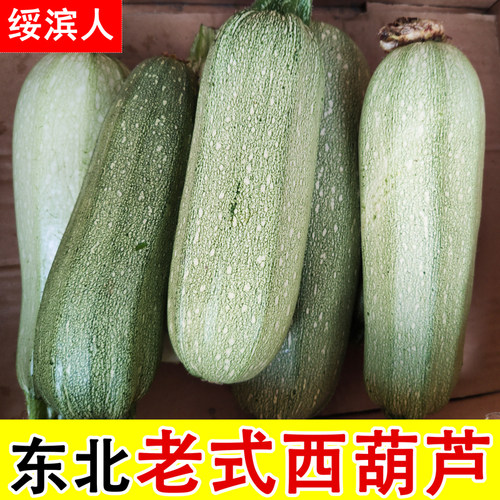 黑龙江老品种农家现摘角瓜西葫芦