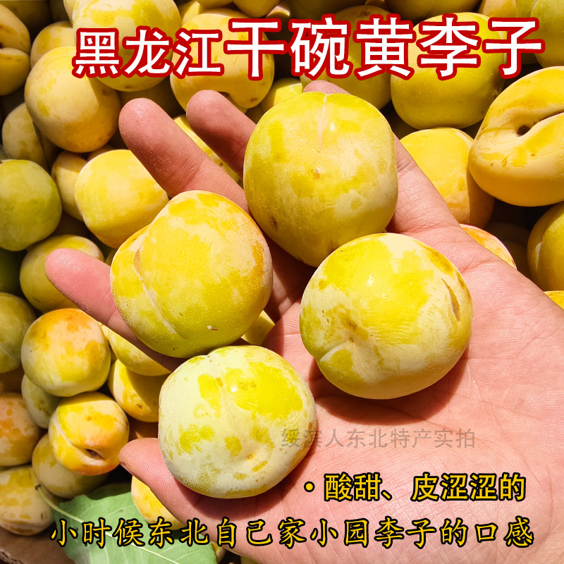 东北应季老式黄李子小时候的口味