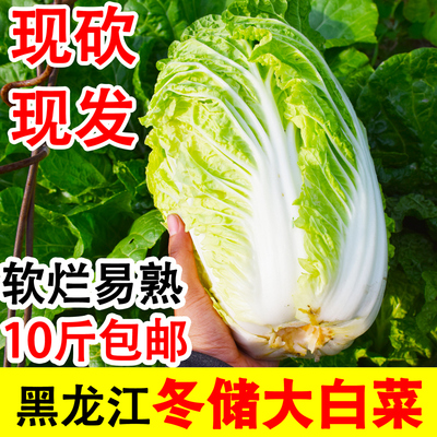 限时10斤黑龙江现砍冬储大白菜