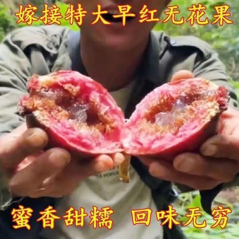 特大无花果树苗新品嫁接早熟苗南方北方种植盆栽地栽当年结果树苗