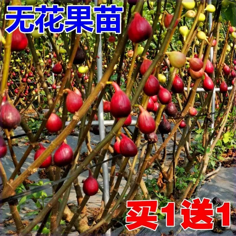 无花果树苗特大维多利亚无花果苗糖心甜砂糖耐寒抗寒南方北方种植