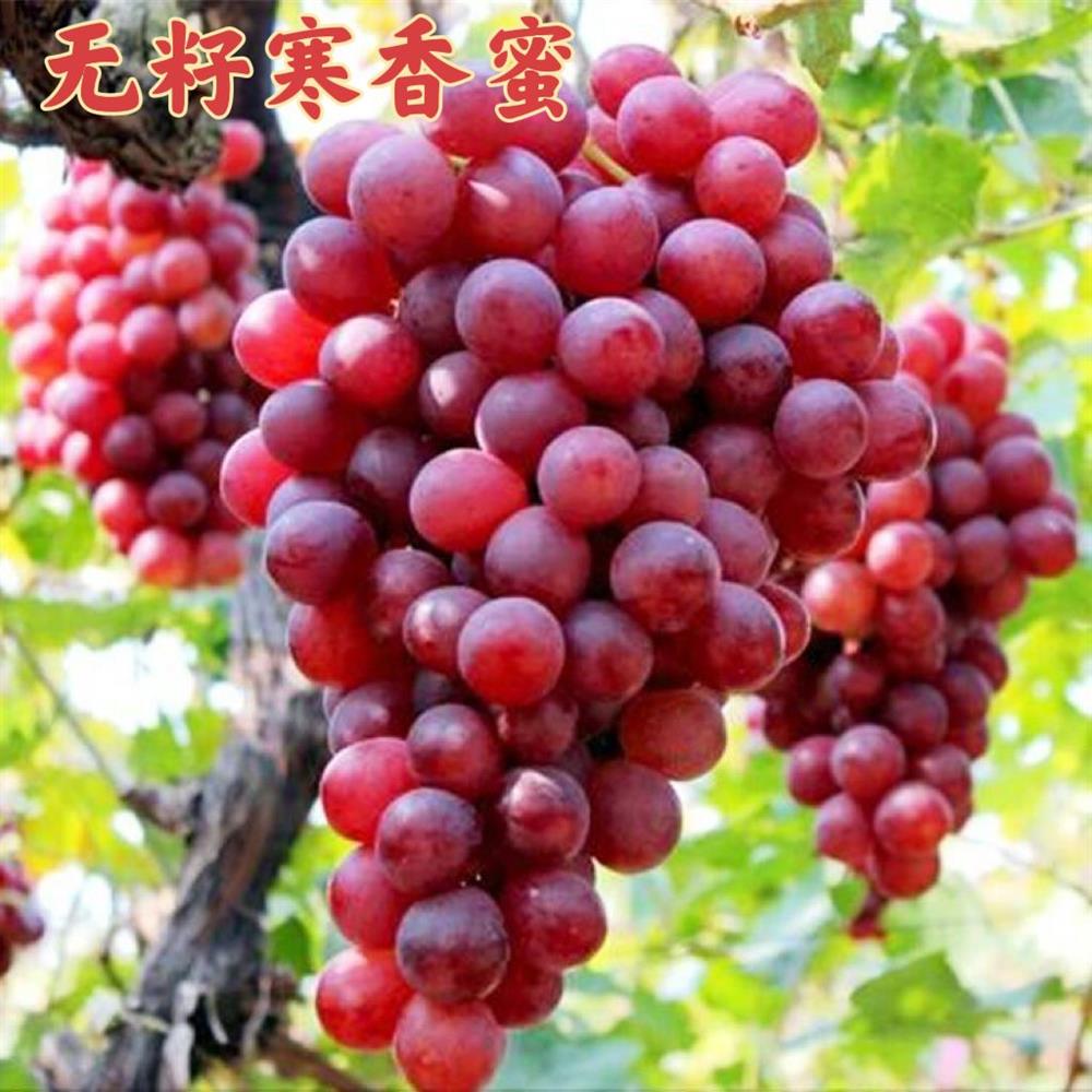 无籽寒香蜜葡萄苗晚熟红提