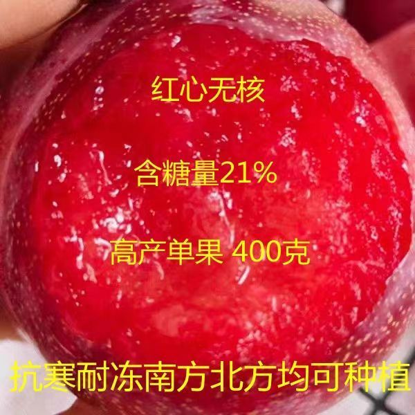 嫁接无核红心李子果树苗抗寒盆栽地栽庭院阳台南北方种植果树果苗