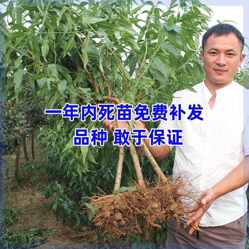 新品种中华黑桃王桃树苗地栽嫁接黑桃皇后树苗南北方种植当年结果