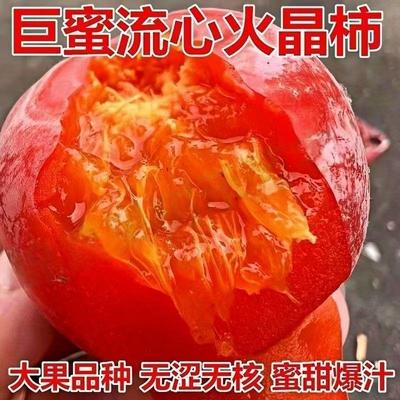 无核火晶柿子盆栽树苗带土带叶发货巨蜜流心软柿子苗南北方耐寒