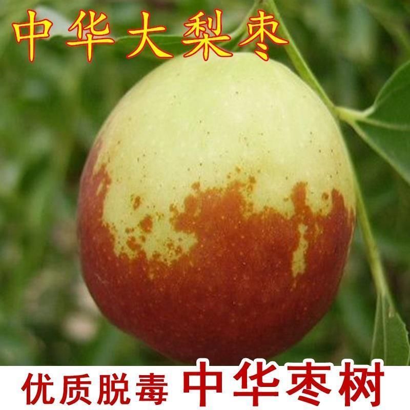 枣树苗活苗中华大梨枣树苗特大脆甜冬枣盆栽地栽南北方种植果树苗