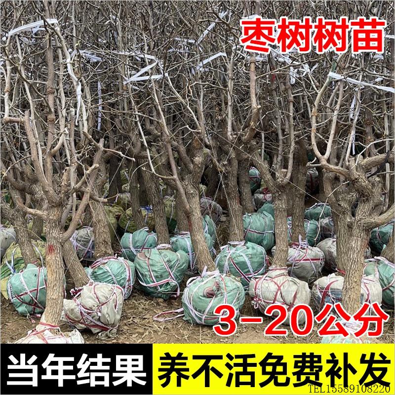 特大枣树活苗大枣超甜冬枣葫芦枣树南方北方四季种植庭院果树大树