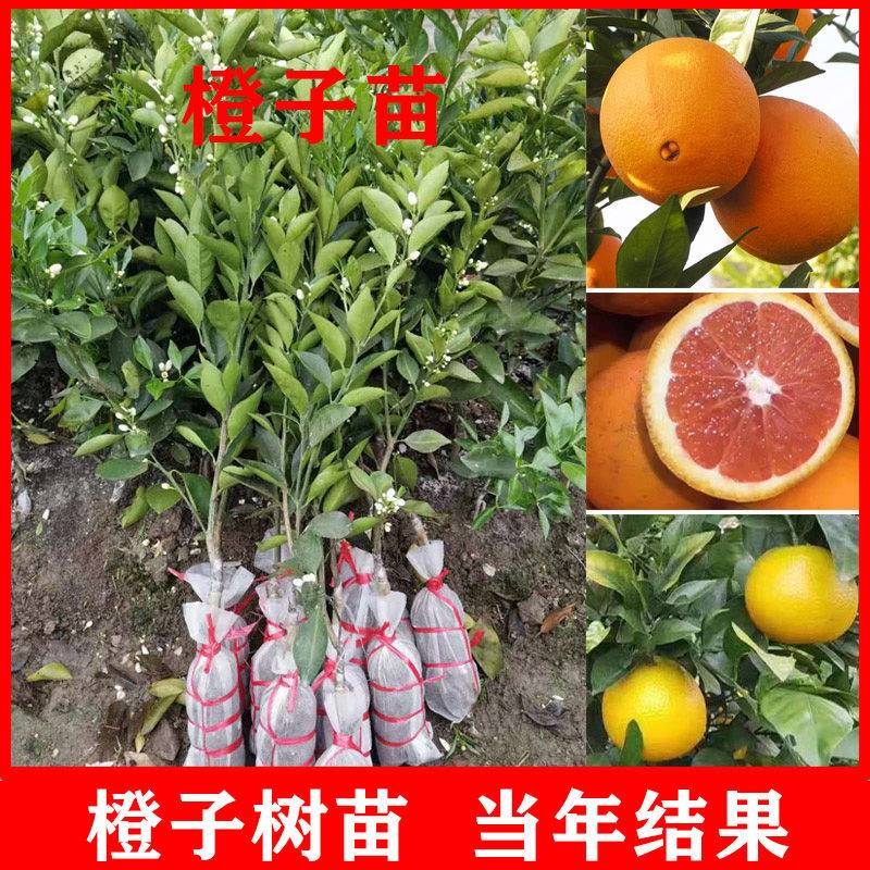 橙子树苗正宗嫁接脐橙苗血橙红江橙苗南北方种植地栽