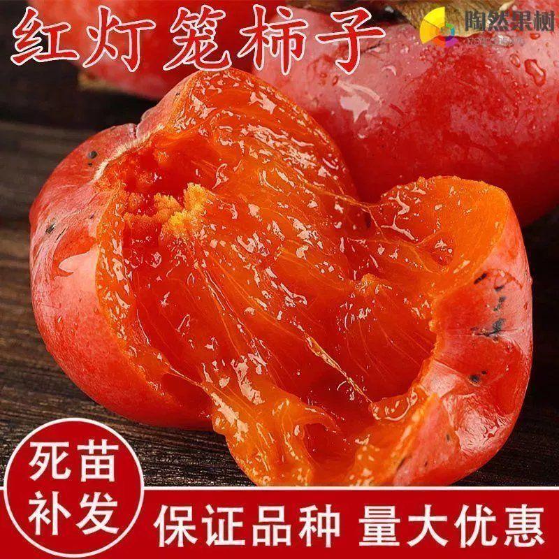 嫁接柿子树苗日本甜柿树苗特大庭院南北方种植无核籽红灯笼软柿