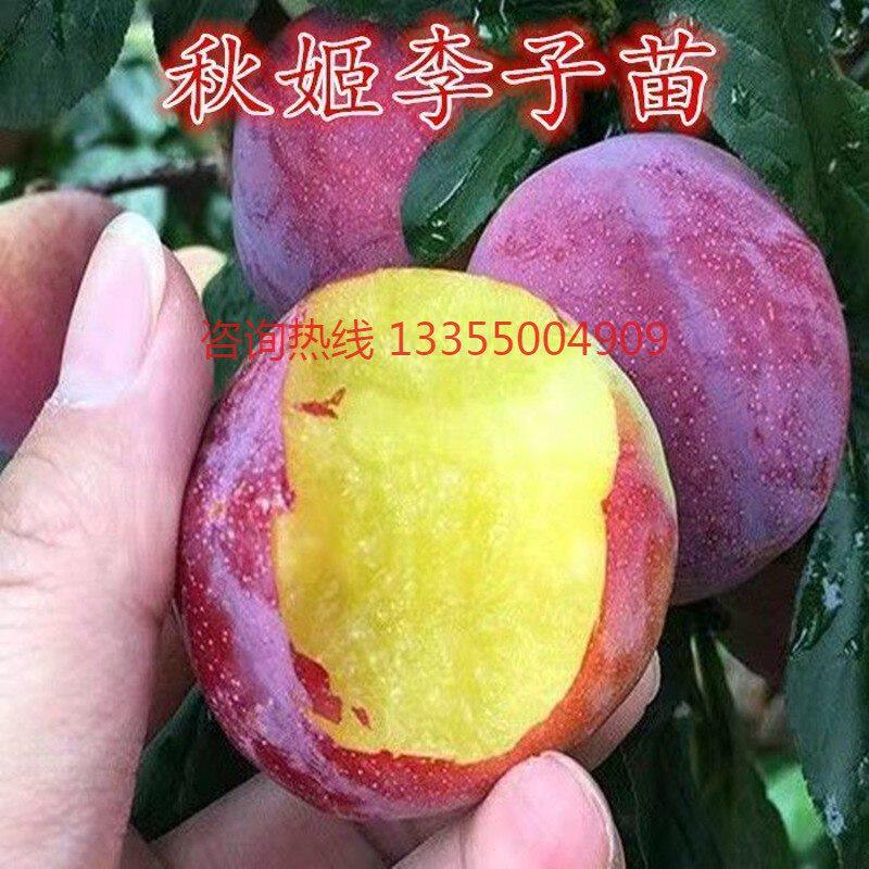 新品种耐寒秋姬李子树苗嫁接大果树苗盆栽地栽南北方种植果树果苗